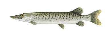 Image result for Esox masquinongy