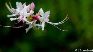 Attēlu rezultāti vaicājumam “Rhododendron periclymenoides flower”