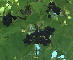 Attēlu rezultāti vaicājumam “Phellodendron amurense fruit”