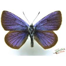 Attēlu rezultāti vaicājumam “Cyaniris semiargus male”