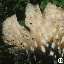 Attēlu rezultāti vaicājumam “Peltigera polydactylon”