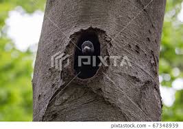 Attēlu rezultāti vaicājumam “Dryocopus martius nest”