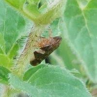 Attēlu rezultāti vaicājumam “Aphrophora alni imago”