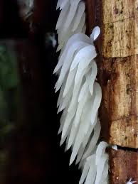 Attēlu rezultāti vaicājumam “Mucronella bresadolae”