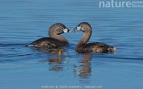 Image result for Podilymbus podiceps