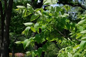 Attēlu rezultāti vaicājumam “Juglans cinerea leaf”