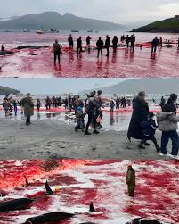 Image result for massacre golfinhos dinamarca