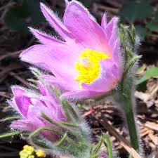 Attēlu rezultāti vaicājumam “Pulsatilla vulgaris flower”