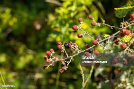 Attēlu rezultāti vaicājumam “Atriplex patula fruit”