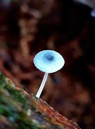 Attēlu rezultāti vaicājumam “Claustria didermoides stalked”