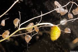Attēlu rezultāti vaicājumam “Utricularia intermedia leaf”