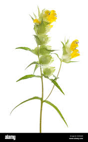 Attēlu rezultāti vaicājumam “Rhinanthus serotinus”