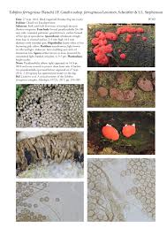 Attēlu rezultāti vaicājumam “Tubifera ferruginosa (subsp. ferruginosa)”