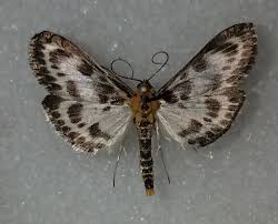 Attēlu rezultāti vaicājumam “Anania hortulata”