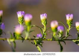Attēlu rezultāti vaicājumam “Symphyotrichum x salignum flower”