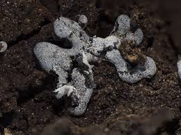 Attēlu rezultāti vaicājumam “Badhamia lilacina”