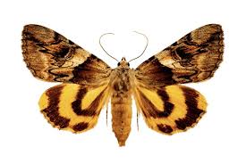 Attēlu rezultāti vaicājumam “Catocala fulminea”