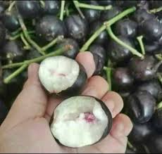 Attēlu rezultāti vaicājumam “Galium schultesii fruit”