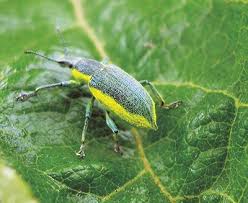 Attēlu rezultāti vaicājumam “Chlorophanus viridis”