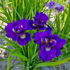 Attēlu rezultāti vaicājumam “Iris sibirica flower”
