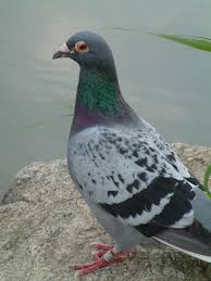 Attēlu rezultāti vaicājumam “Columba livia f. domestica adult”