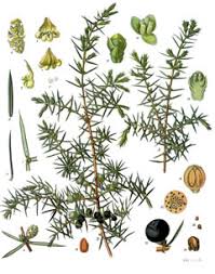 Attēlu rezultāti vaicājumam “Juniperus communis leaf”