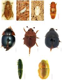 Attēlu rezultāti vaicājumam “Nitidulidae”