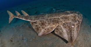 Image result for Squatina squatina