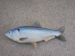 Image result for Alosa alosa