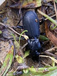 Attēlu rezultāti vaicājumam “Pterostichus sp.”