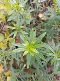Attēlu rezultāti vaicājumam “Silene tatarica flower”