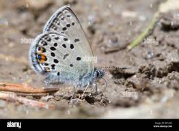 Attēlu rezultāti vaicājumam “Vacciniina optilete female”