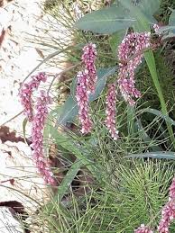 Attēlu rezultāti vaicājumam “Persicaria lapathifolia”