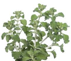 Image result for Marrubium vulgare