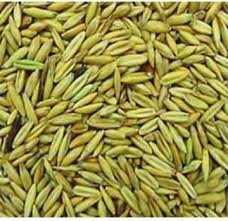 Attēlu rezultāti vaicājumam “Avena sativa fruit”