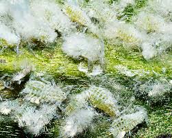 Attēlu rezultāti vaicājumam “Thecabius affinis”