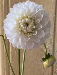 Image result for Dahlia `Snowflake`