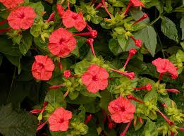 Image result for Mirabilis jalapa