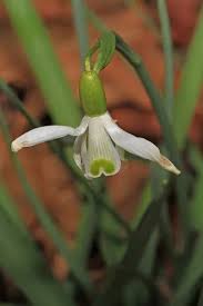 Attēlu rezultāti vaicājumam “Galanthus nivalis bud”