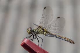 Attēlu rezultāti vaicājumam “Aeshnidae”