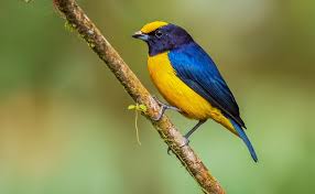 Attēlu rezultāti vaicājumam “Fringillidae”