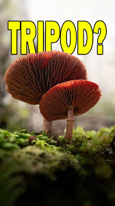 Attēlu rezultāti vaicājumam “Willkommlangea reticulata young”