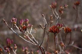 Attēlu rezultāti vaicājumam “Rhododendron canadense flower”