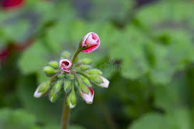 Attēlu rezultāti vaicājumam “Geranium pratense bud”
