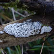 Attēlu rezultāti vaicājumam “Oxyporus”