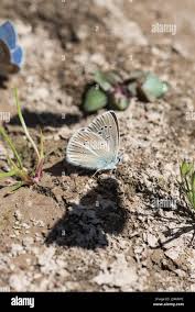 Attēlu rezultāti vaicājumam “Agrodiaetus damon”