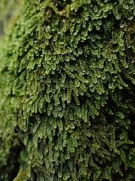 Attēlu rezultāti vaicājumam “Calypogeia suecica”