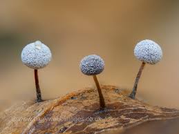 Attēlu rezultāti vaicājumam “Didymium nigripes young”