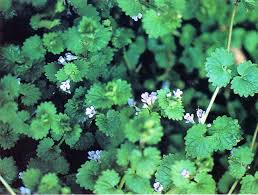 Attēlu rezultāti vaicājumam “Glechoma hederacea leaf”