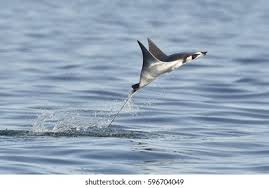 Image result for Mobula munkiana